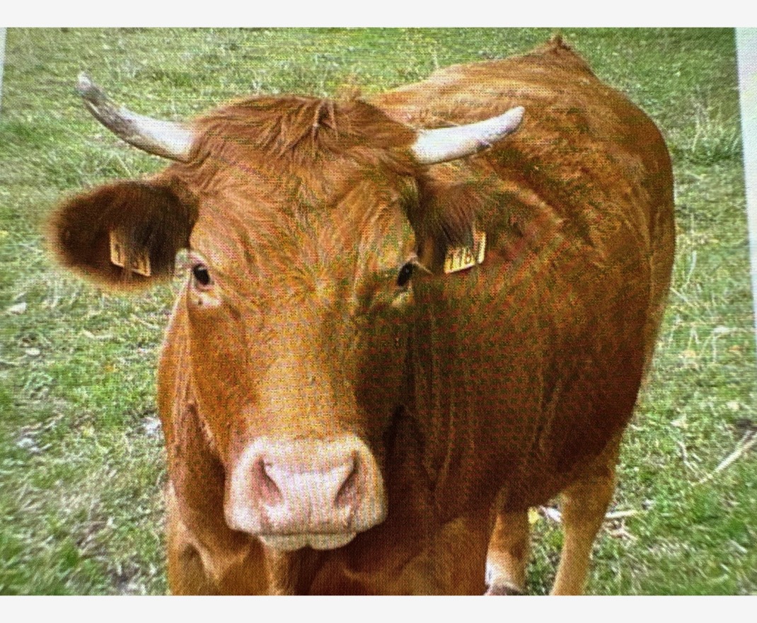 <h3 class='prettyPhoto-title'>LA LIMOUSINE </h3>