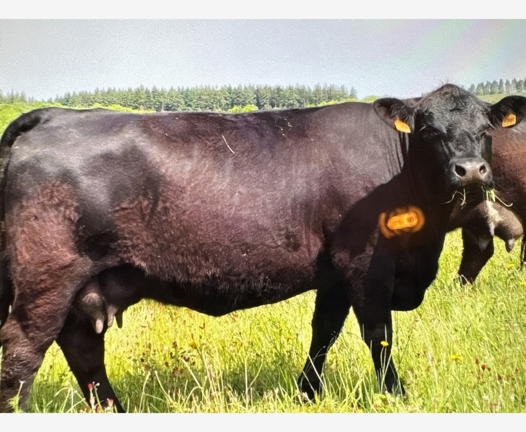 <h3 class='prettyPhoto-title'>L’ANGUS </h3>